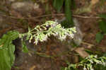 Blue ridge catchfly